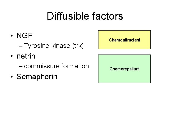 Diffusible factors • NGF – Tyrosine kinase (trk) Chemoattractant • netrin – commissure formation