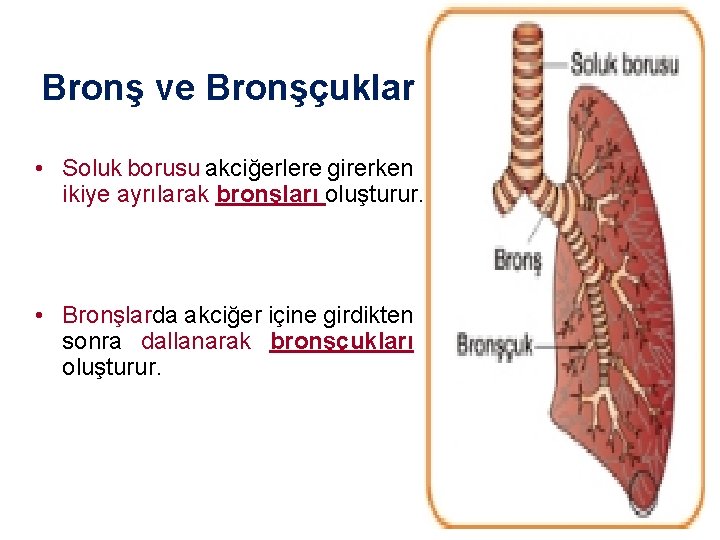 Bronş ve Bronşçuklar • Soluk borusu akciğerlere girerken ikiye ayrılarak bronşları oluşturur. • Bronşlarda