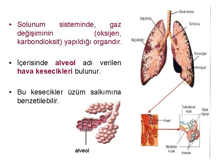  • Solunum sisteminde, gaz değişiminin (oksijen, karbondioksit) yapıldığı organdır. • İçerisinde alveol adı