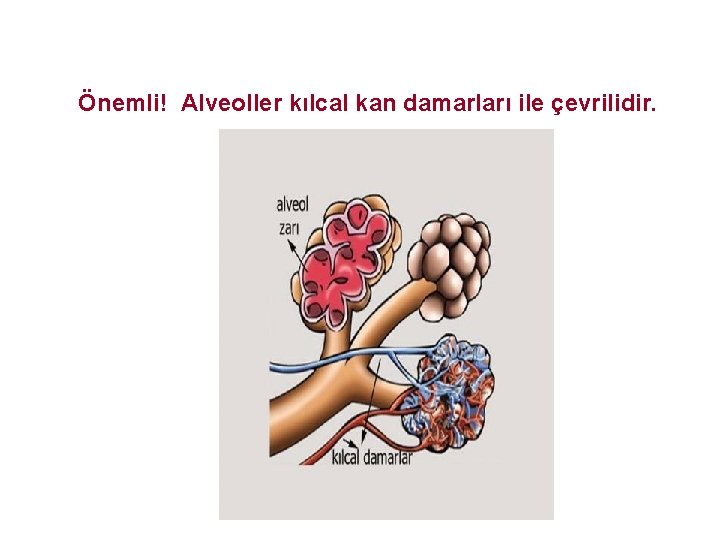 Önemli! Alveoller kılcal kan damarları ile çevrilidir. 