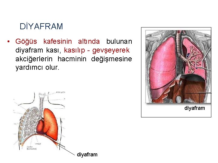 DİYAFRAM • Göğüs kafesinin altında bulunan diyafram kası, kasılıp - gevşeyerek akciğerlerin hacminin değişmesine
