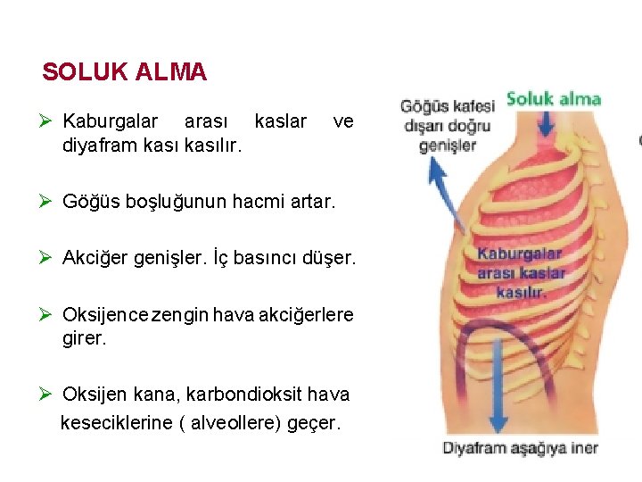 SOLUK ALMA Ø Kaburgalar arası kaslar diyafram kasılır. ve Ø Göğüs boşluğunun hacmi artar.