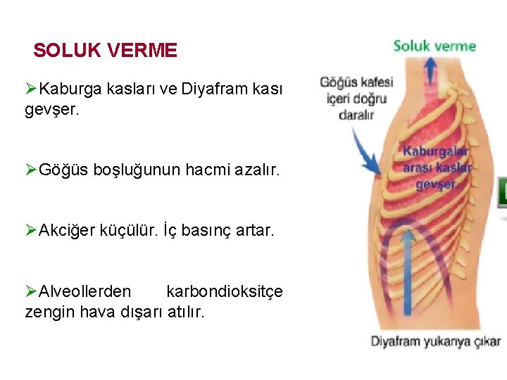 SOLUK VERME ØKaburga kasları ve Diyafram kası gevşer. ØGöğüs boşluğunun hacmi azalır. ØAkciğer küçülür.