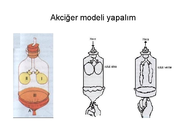 Akciğer modeli yapalım 