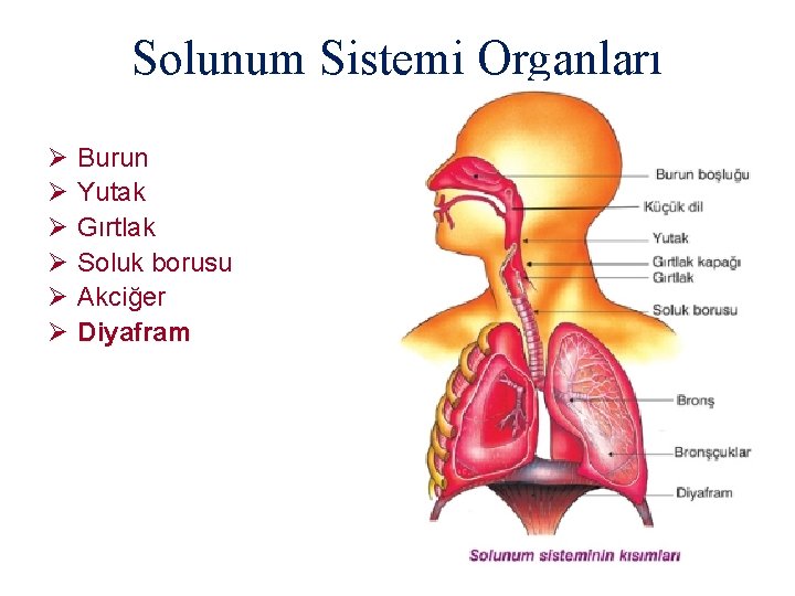 Solunum Sistemi Organları Ø Burun Ø Yutak Ø Gırtlak Ø Soluk borusu Ø Akciğer