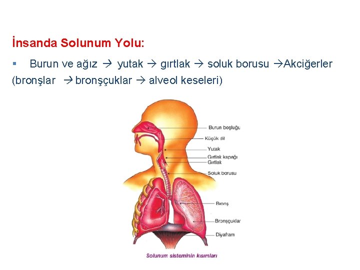 İnsanda Solunum Yolu: § Burun ve ağız yutak gırtlak soluk borusu Akciğerler (bronşlar bronşçuklar