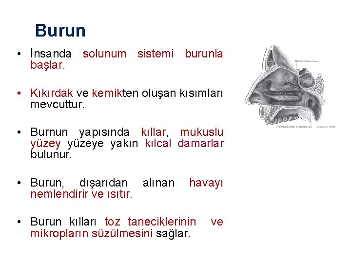 Burun • İnsanda solunum sistemi burunla başlar. • Kıkırdak ve kemikten oluşan kısımları mevcuttur.