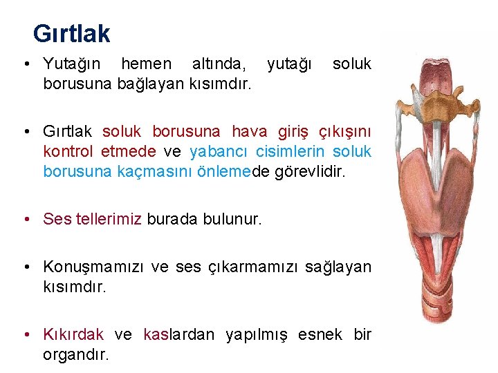 Gırtlak • Yutağın hemen altında, yutağı borusuna bağlayan kısımdır. soluk • Gırtlak soluk borusuna