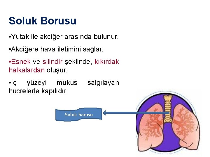 Soluk Borusu • Yutak ile akciğer arasında bulunur. • Akciğere hava iletimini sağlar. •