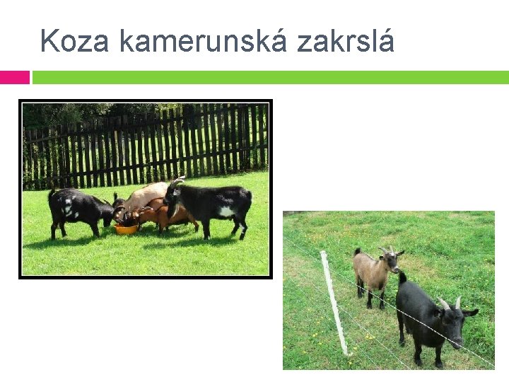 Koza kamerunská zakrslá 