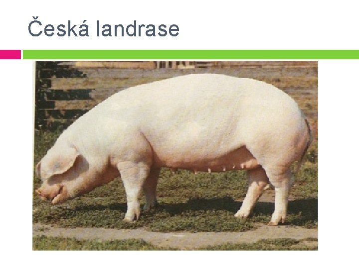 Česká landrase 