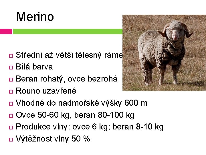 Merino Střední až větší tělesný rámec Bílá barva Beran rohatý, ovce bezrohá Rouno uzavřené