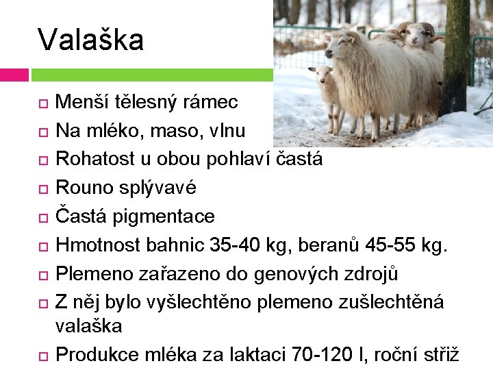 Valaška Menší tělesný rámec Na mléko, maso, vlnu Rohatost u obou pohlaví častá Rouno