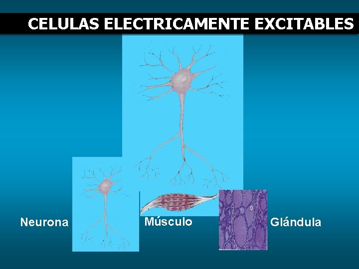 CELULAS ELECTRICAMENTE EXCITABLES Neurona Músculo Glándula 