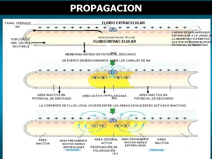 PROPAGACION FLUIDO EXTRACELULAR CANAL CERRADO Na+ PORCIÓN DE UNA CELULA EXCITABLE CARGAS DESBALANCEADAS DISTRIBUIDAS