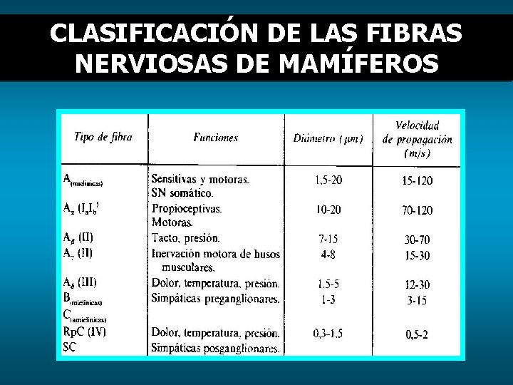 CLASIFICACIÓN DE LAS FIBRAS NERVIOSAS DE MAMÍFEROS 