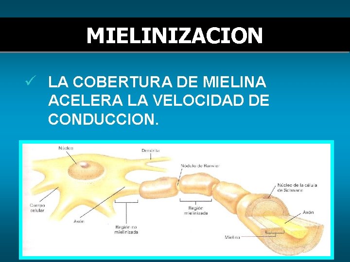 MIELINIZACION ü LA COBERTURA DE MIELINA ACELERA LA VELOCIDAD DE CONDUCCION. 