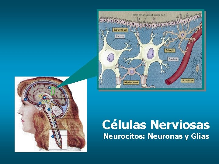 Células Nerviosas Neurocitos: Neuronas y Glias 