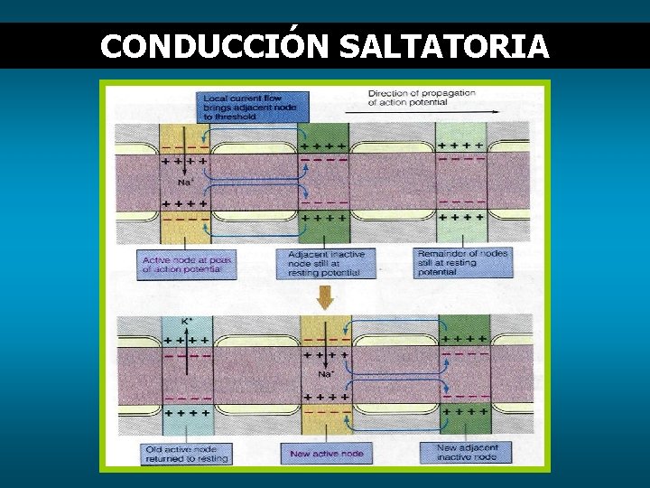 CONDUCCIÓN SALTATORIA 