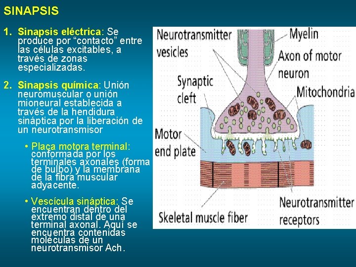 SINAPSIS 1. Sinapsis eléctrica: Se produce por “contacto” entre las células excitables, a través