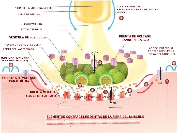 ACCION POTENCIAL PROPAGACIÓN EN LA NEURAONA MOTOR AXON DE LA NUERONA MOTOR VAINA DE