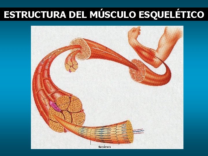 ESTRUCTURA DEL MÚSCULO ESQUELÉTICO 