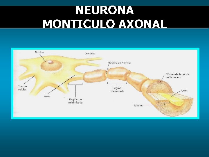 NEURONA MONTICULO AXONAL 