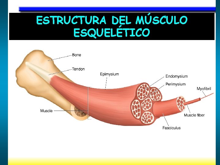 ESTRUCTURA DEL MÚSCULO ESQUELÉTICO 