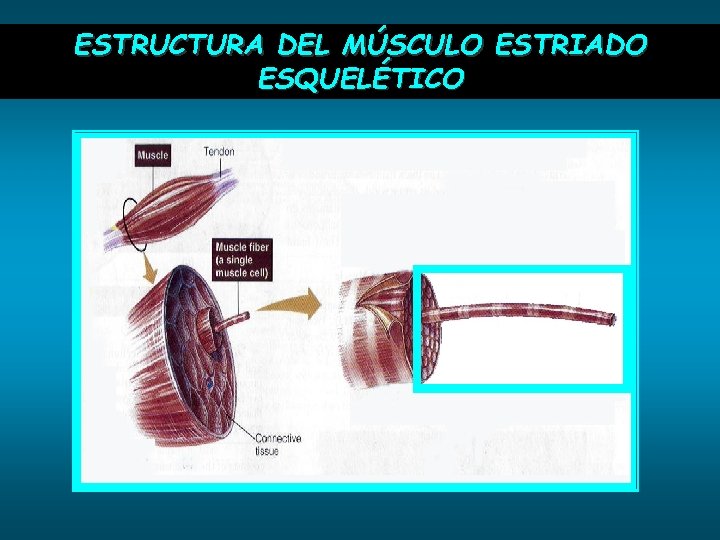 ESTRUCTURA DEL MÚSCULO ESTRIADO ESQUELÉTICO 