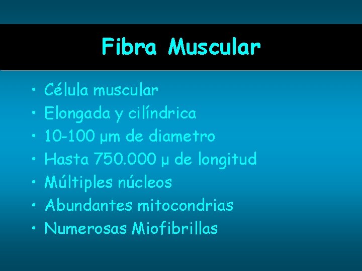 Fibra Muscular • • Célula muscular Elongada y cilíndrica 10 -100 μm de diametro