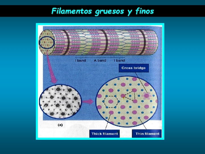 Filamentos gruesos y finos 