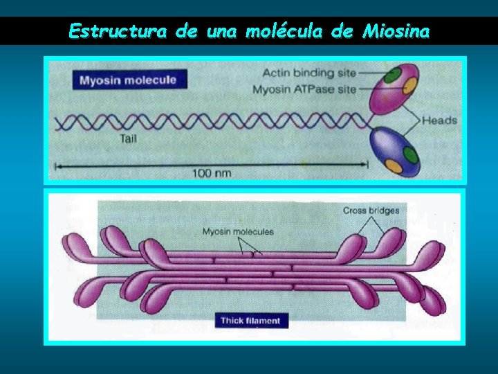 Estructura de una molécula de Miosina 