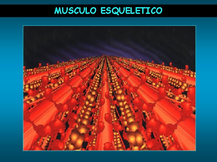 MUSCULO ESQUELETICO 