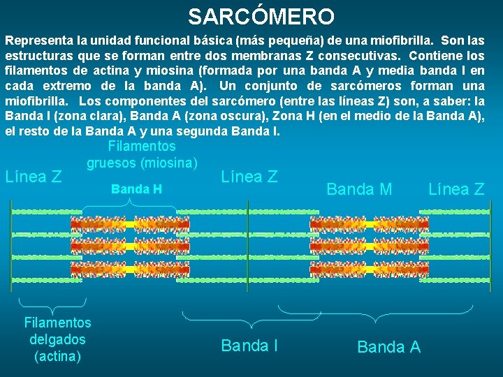 SARCÓMERO Representa la unidad funcional básica (más pequeña) de una miofibrilla. Son las estructuras