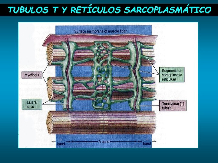 TUBULOS T Y RETÍCULOS SARCOPLASMÁTICO 