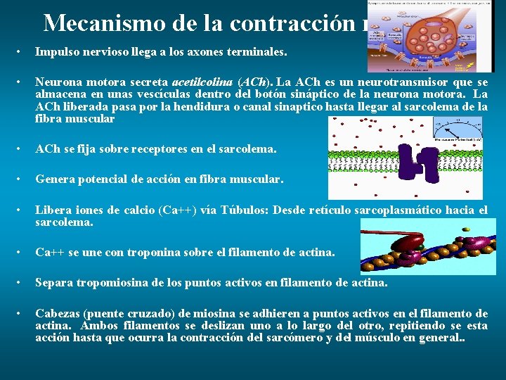 Mecanismo de la contracción muscular • Impulso nervioso llega a los axones terminales. •