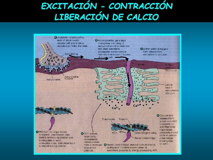 EXCITACIÓN - CONTRACCIÓN LIBERACIÓN DE CALCIO Ca 2+ 