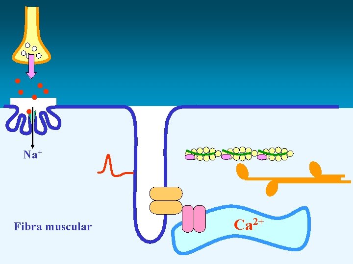 Na+ Fibra muscular Ca 2+ 