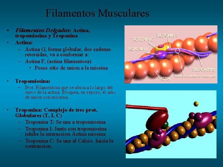 Filamentos Musculares • Filamentos Delgados: Actina, • • tropomiosina y Troponina Actina: – Actina