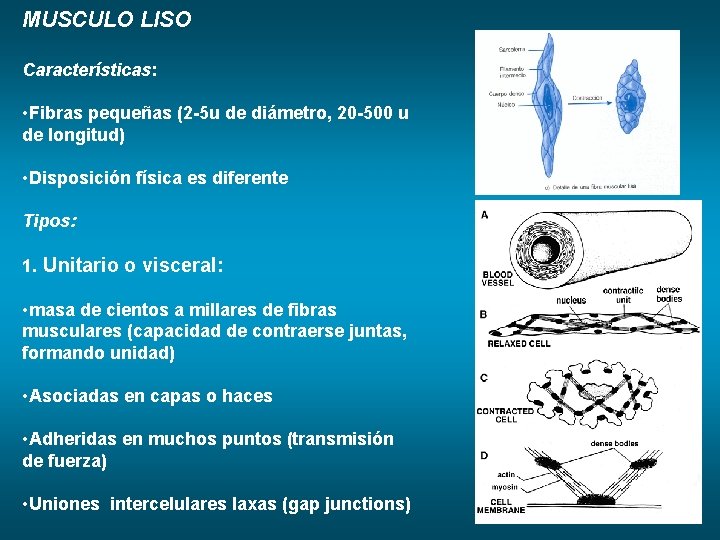 MUSCULO LISO Características: • Fibras pequeñas (2 -5 u de diámetro, 20 -500 u