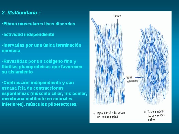 2. Multiunitario : • Fibras musculares lisas discretas • actividad independiente • inervadas por