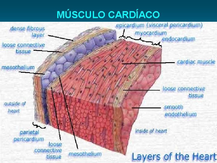 MÚSCULO CARDÍACO 