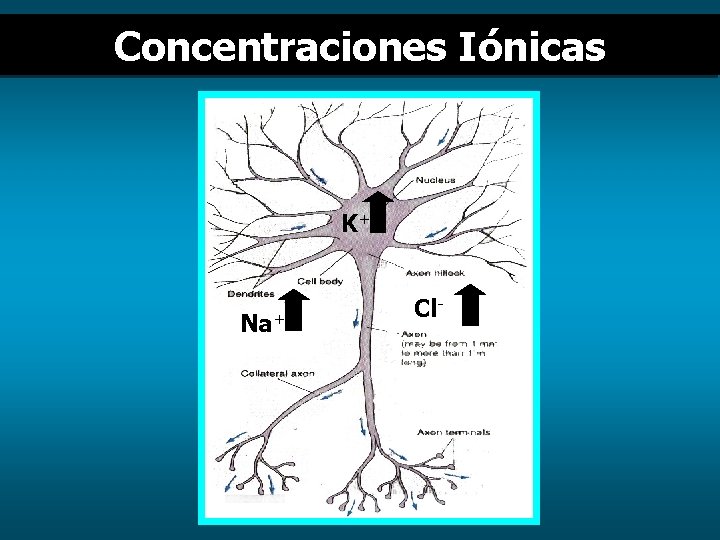 Concentraciones Iónicas K+ Na+ Cl- 