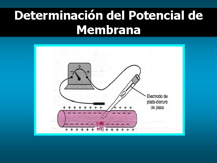 Determinación del Potencial de Membrana 