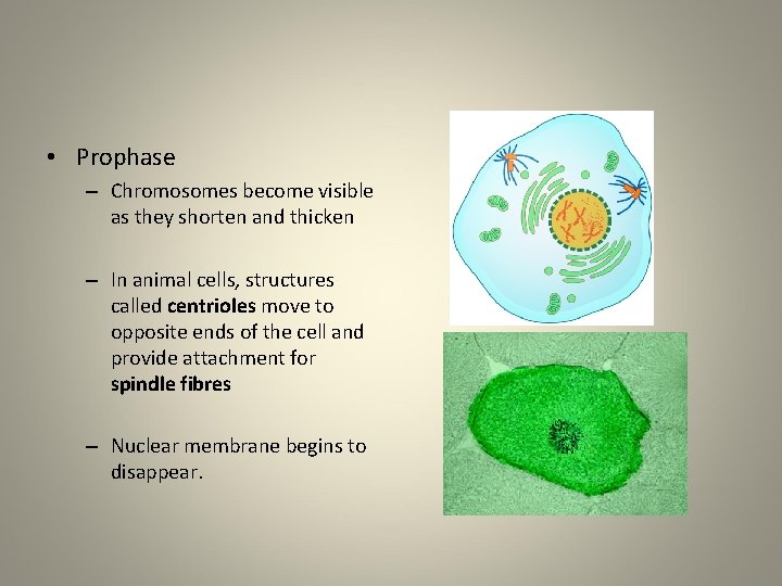  • Prophase – Chromosomes become visible as they shorten and thicken – In