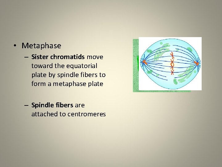  • Metaphase – Sister chromatids move toward the equatorial plate by spindle fibers