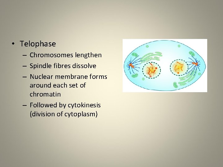  • Telophase – Chromosomes lengthen – Spindle fibres dissolve – Nuclear membrane forms