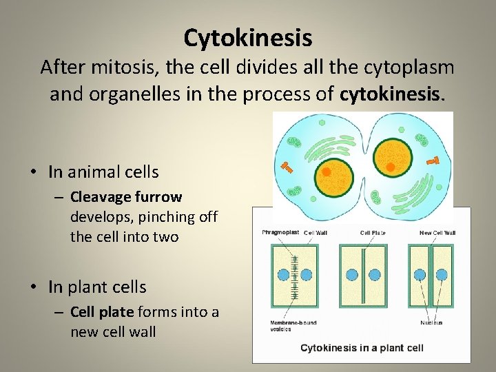 Cytokinesis After mitosis, the cell divides all the cytoplasm and organelles in the process