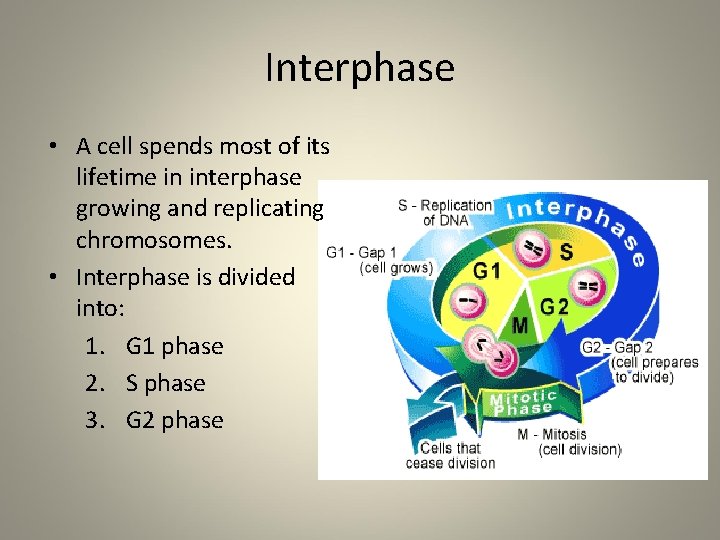 Interphase • A cell spends most of its lifetime in interphase growing and replicating