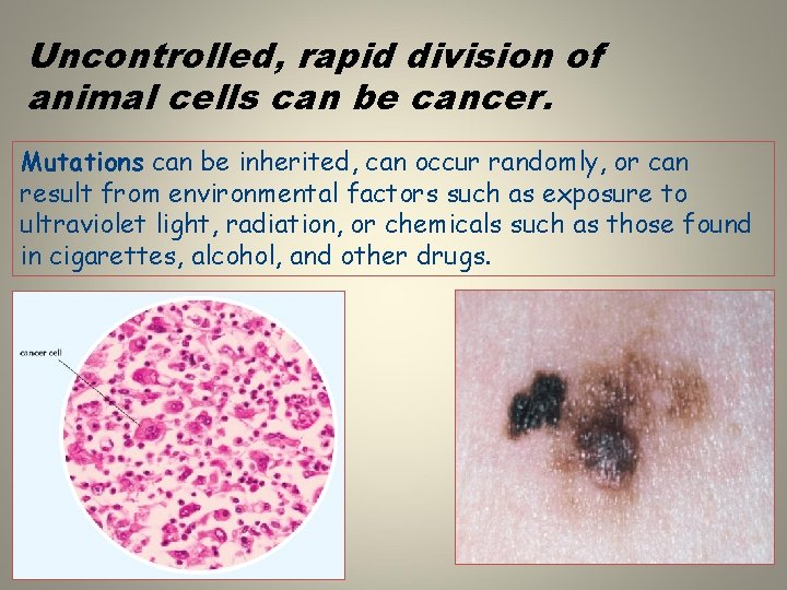 Uncontrolled, rapid division of animal cells can be cancer. Mutations can be inherited, can